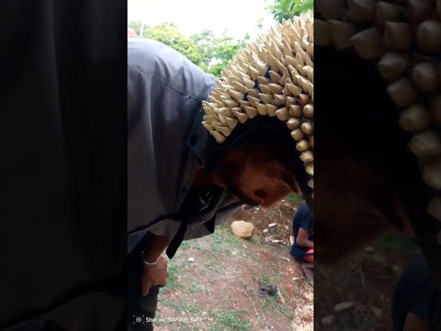 HELM DURIAN DAN HAYANG ROKOK #lucu #ngakak #comedy #hiburan