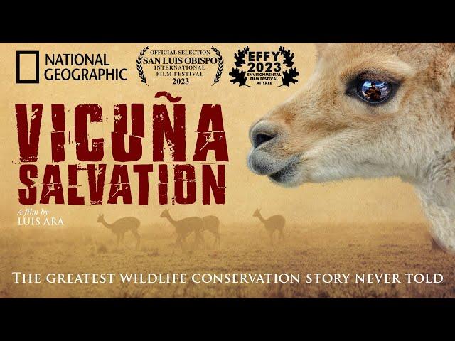 Vicuña Salvation - The greatest wildlife conservation story never told.