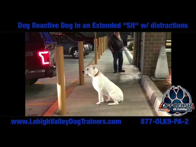 Dog Reactive Dog in a Sit ||| Lehigh Valley Dog Trainers: Off Leash K9 Training