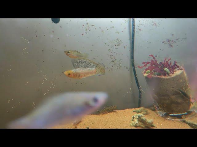 Sailfin Molly harasses female fish,Poecilia latipinna Poecilia Velifera 帆鳍花鳉 珍珠玛丽鱼