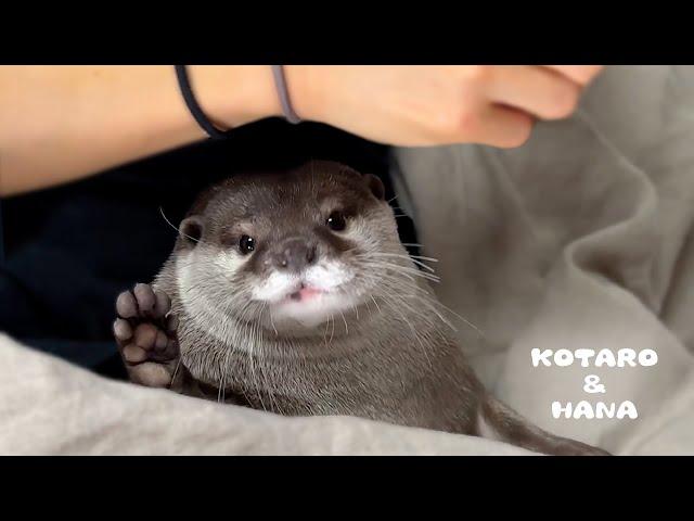 Otter Making Funny Noises While Gnawing on My Hair Tie