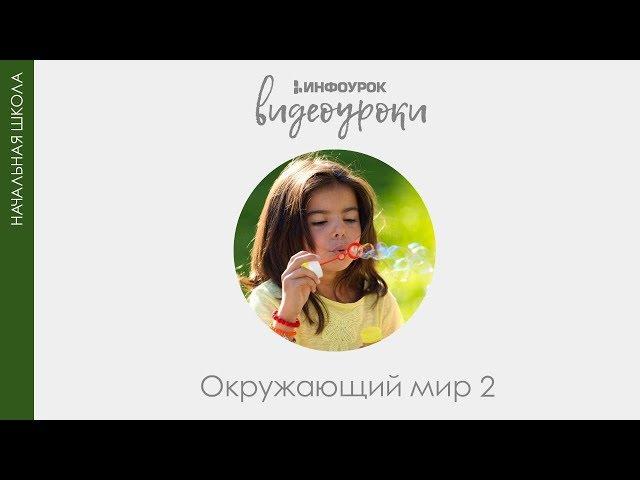 Животные живого уголка | Окружающий мир 2 класс #46 | Инфоурок