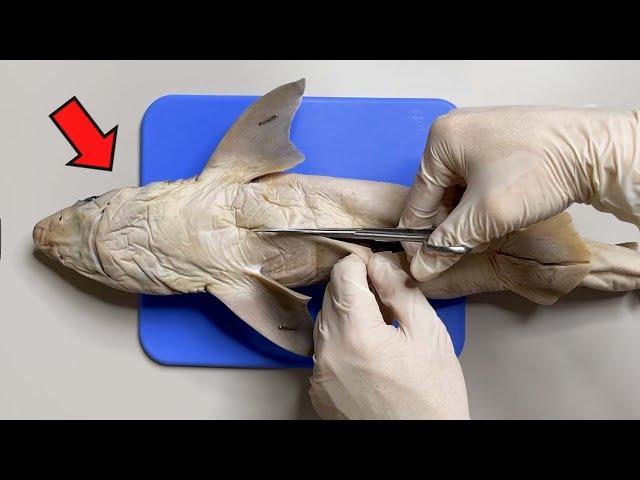 Strange Organ Inside a Shark ! - Shark Dissection