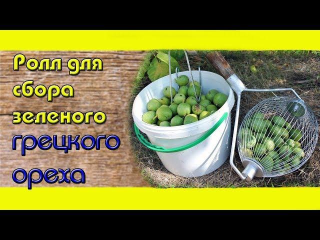 Home Walnut Business / Roll for harvesting of green walnut / Removal of pericarp