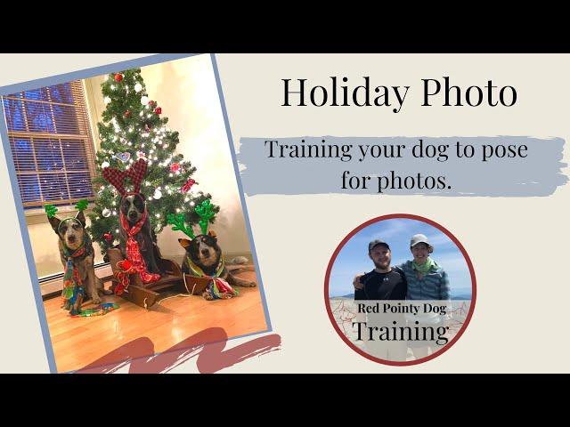 Training Your Dog To Pose For Photos