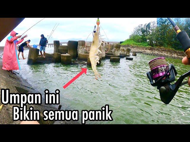 Rekor Pertama Mancing Ikan Kakap Putih,Barramundi,Umpan Udang Hidup Bikin Panik