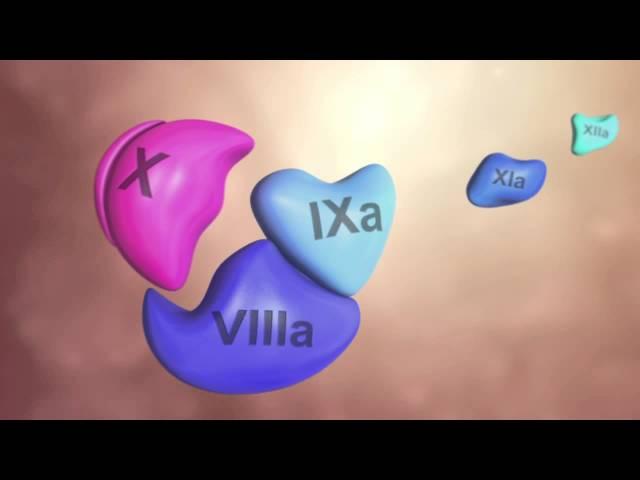 Coagulation Cascade Animation - Physiology of Hemostasis