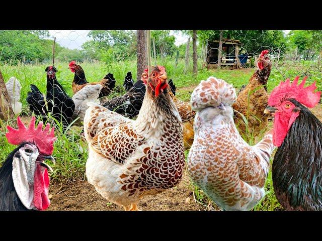 A diversidade de raças - O mundo das galinhas é incrível 