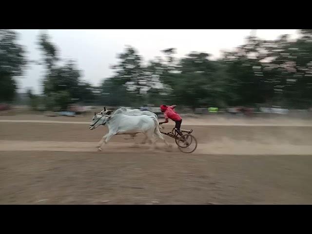 Shukla ji Seoni vs Rehan Patel Ari pat pratiyogita takhla khurd ox race