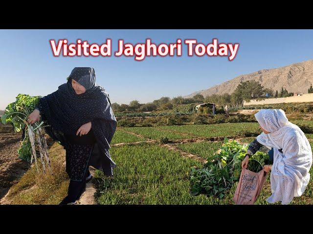 Jaghori in Hazara Town | Visited Jaghori bagh in Hazara Town, Quetta