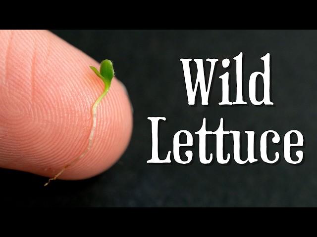 How to grow wild lettuce, the greatest medicinal and edible plant on the planet