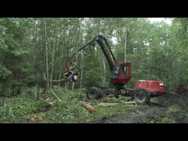 El futuro de los bosques de Rusia