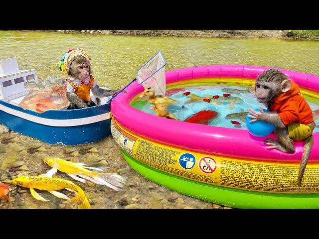 Baby monkey Bim Bim catching koi fish and bathing with ducklings in the pool is so cute