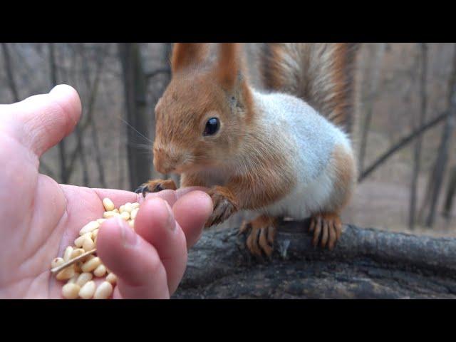 Кормлю голодных белок / Feeding hungry squirrels