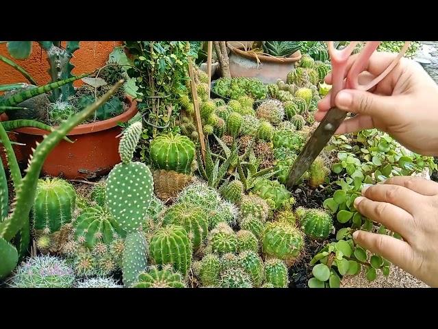 #484 Planting Cactus Plant... Front Yard Garden... Succulent Davao