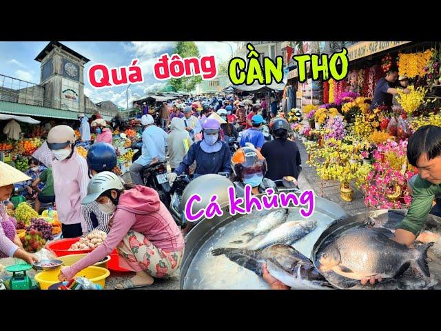 Quá đông Chợ Tết THỐT NỐT - Đầy cá khủng và bông tết 2025 Cần Thơ