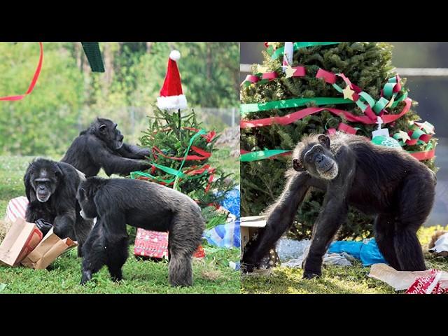 Chimpanzees Unwrap Christmas Gifts! Adorable Holiday Moments