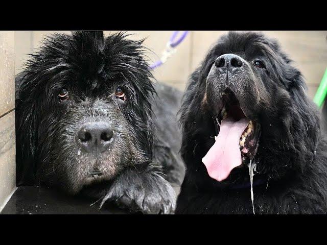 The Most Loveable, Sweet, Bear-Dog You'll Ever Meet | Why Groomers Refuse Your Newfoundland Dog