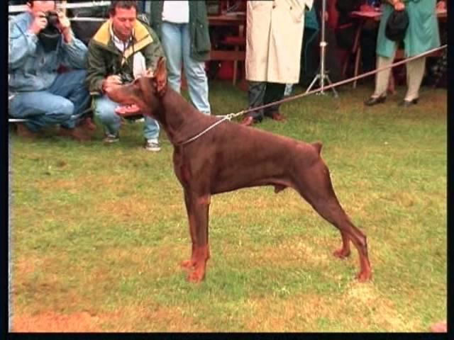 The Doberman - Pet Dog Documentary