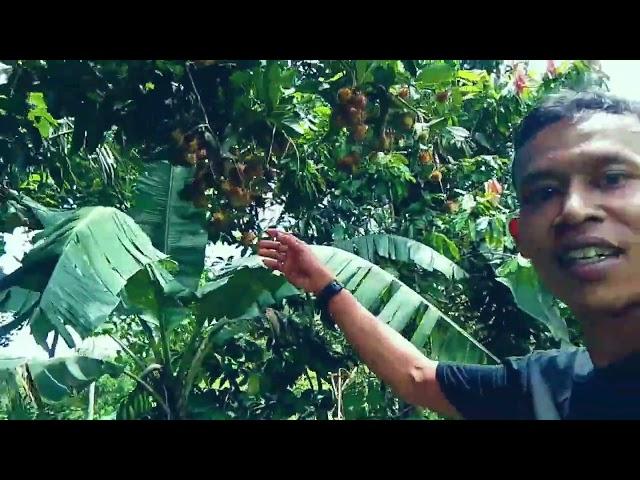 suasana di kampung cisuren desa Sindangraja kecamatan Curug kembar Sukabumi Jawa Barat