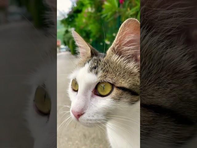 Просто кошечка из Черногории, можете листать дальше (: