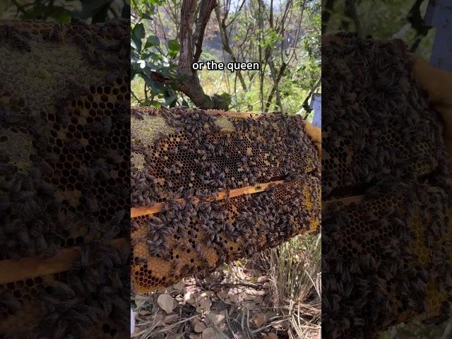 You can hardly even see them #shorts #beekeeping #honeybee #bees #honeybees #bee #beehive #beekeeper