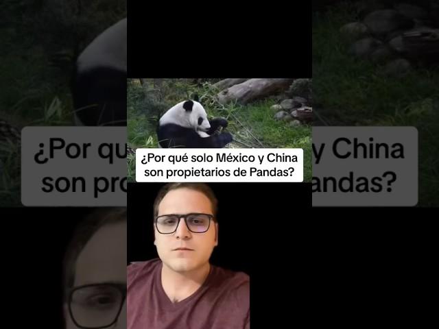 ¿Por qué solo México y China tienen Pandas? #interesante #latinoamerica #mexico #panda #pandas