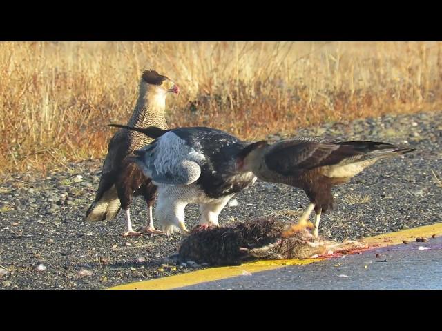 Geranoaetus melanoleucus (Aguila) y Caranca plancus (Carancho)