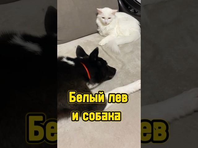 Белый лев и собака  #питомцы #щенок #кот #котики #собака