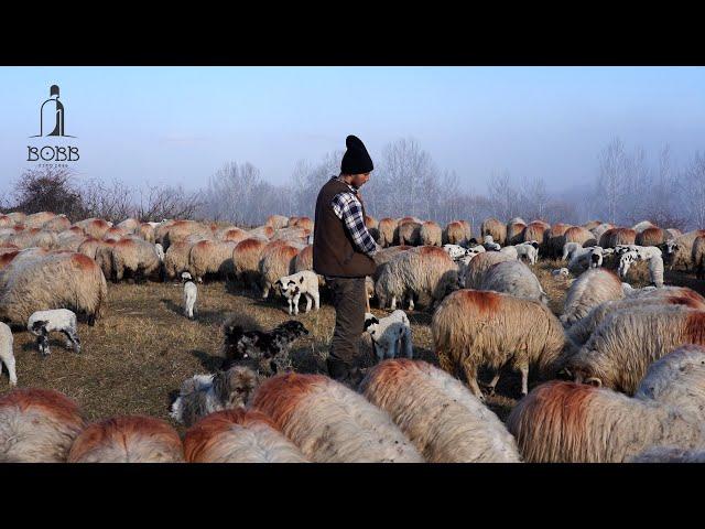 TRANSHUMANȚA ÎN OLTENIA | A VÂNDUT O TURMĂ DE OI ȘI NU A PRIMIT BANII | FILM DOCUMENTAR EP.6