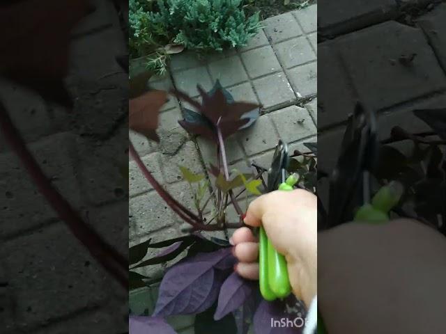 Черенкую ипомею Батат #garden #plants #цветы #ипомеябабат