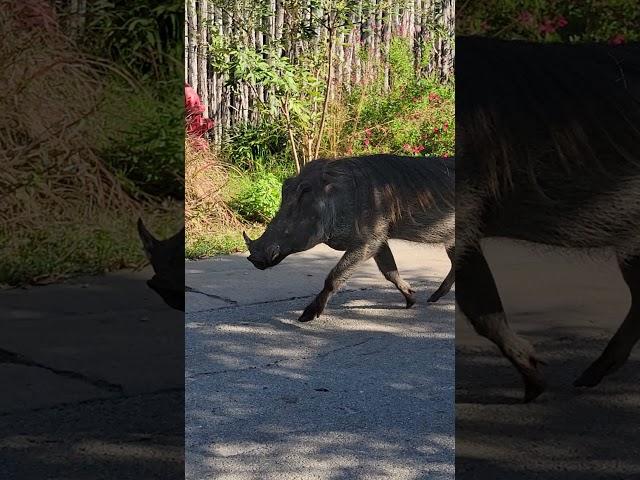 warthog run #abilenezoo