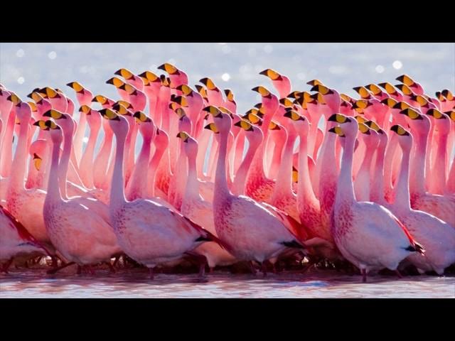 Andean Flamingo