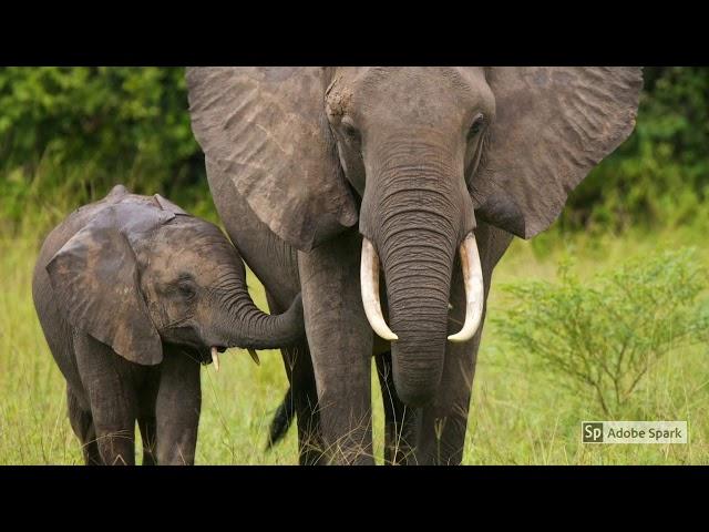 WWF NPO Commercial