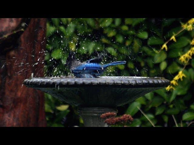 Steller's Jay - Slow Motion Splash