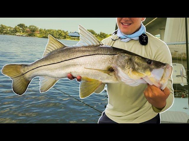 Snook, Tarpon, and Sharks on Live Bait!