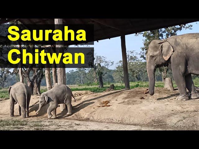 न्ह्याइपुगु साैराह चितवन | Sauraha Chitwan Visit with Family | Nepaami