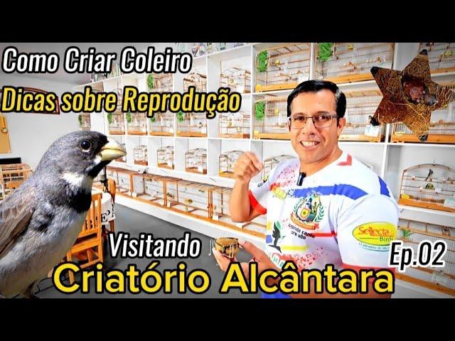 REPRODUÇÃO de COLEIROS Ep.02 | CRIATÓRIO ALCÂNTARA