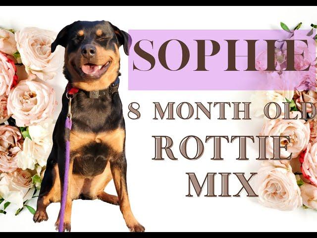 Allentown Dog Trainers ||| OLK9 Lehigh Valley ||| 7 Month Old Rottweiler Mix, Sophie