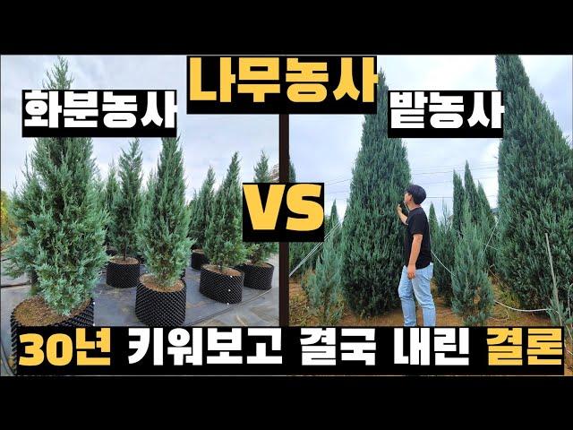 나무농사 화분 vs 밭, 30년 키워보고 내린 최종 결론