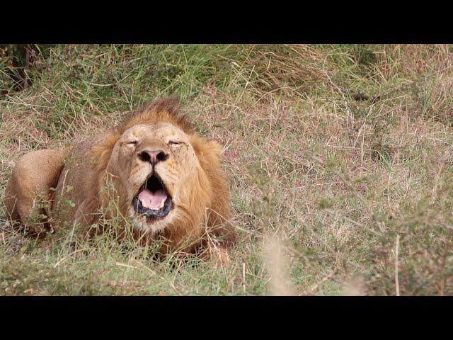 A Massive Roar as Mighty Tintswalo Males Stake Their Claim! | Tintswalo Virtual Safari #183