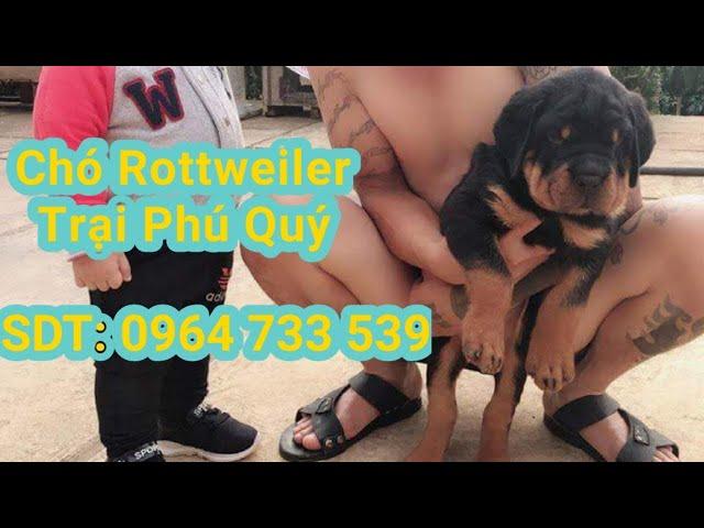 chó Rottweiler | chó Rottweiler dòng đại trại chó Phú Quý