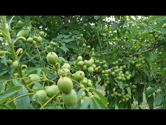 Chandler Walnut Trees - 6 Years Old