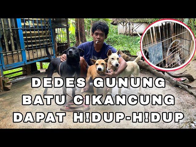 TANGK4P H!!DUP DEDES S! BUHUN GUNUNG BATU CIKANCUNG