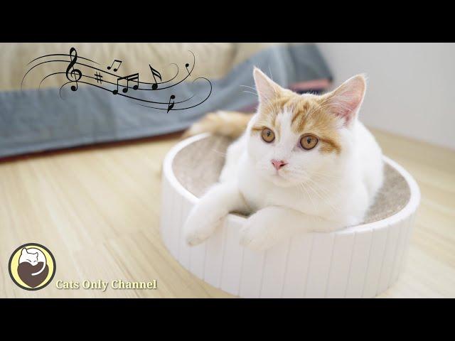 Relaxing Music for Anxious Cats (with cat purring sounds)