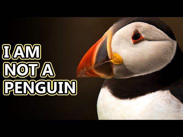 Puffin facts: smaller than you think | Animal Fact Files