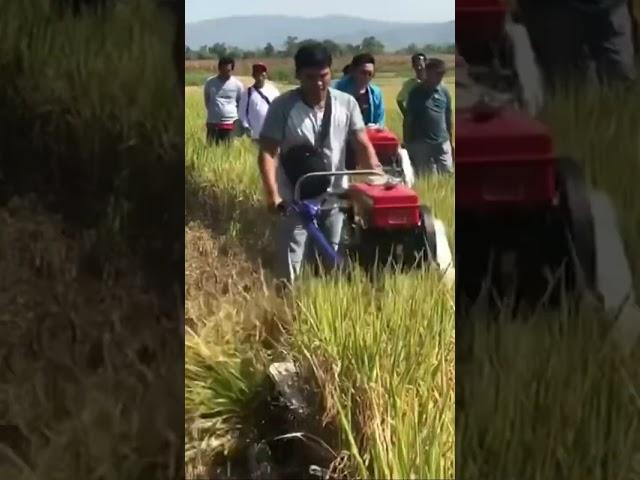 Walking Rice  Cutting Machine #shortviral #rice #ricemillingmachine