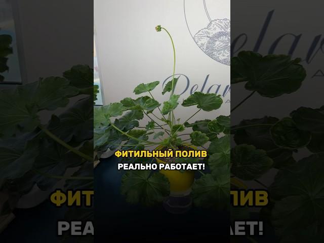 Пеларгония на фитильном поливе. Что делать, если пеларгония не растет.