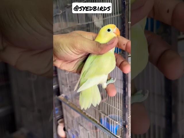 #syedbirds #lovebirds