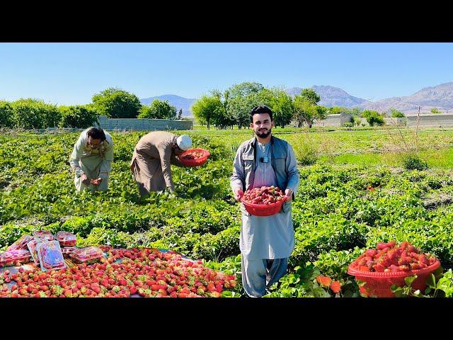 Afghanistan Strawberry | Nangarhar 2024 | افغان ځمکني توت